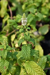 Mojito Mint (Mentha x villosa 'Mojito') at Debbie's Greenhouse & Garden Centre