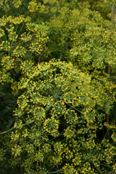 Fernleaf Dill (Anethum graveolens 'Fernleaf') at Debbie's Greenhouse & Garden Centre