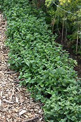Peppermint (Mentha x piperita) at Debbie's Greenhouse & Garden Centre