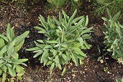 Common Sage (Salvia officinalis) at Debbie's Greenhouse & Garden Centre
