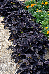 Spotlight Black Heart Sweet Potato Vine (Ipomoea batatas 'Balspotbart') at Debbie's Greenhouse & Garden Centre