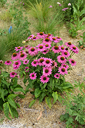 PowWow Wild Berry Coneflower (Echinacea purpurea 'PowWow Wild Berry') at Debbie's Greenhouse & Garden Centre