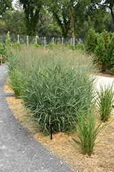 Heavy Metal Blue Switch Grass (Panicum virgatum 'Heavy Metal') at Debbie's Greenhouse & Garden Centre
