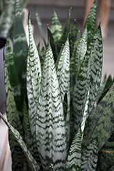 Snake Plant (Sansevieria trifasciata) at Debbie's Greenhouse & Garden Centre