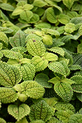 Moon Valley Pilea (Pilea involucrata 'Moon Valley') at Debbie's Greenhouse & Garden Centre