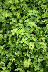 Baby's Tears (Soleirolia soleirolii) at Debbie's Greenhouse & Garden Centre