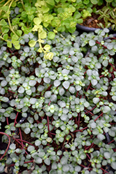 Aquamarine Pilea (Pilea glauca 'Aquamarine') at Debbie's Greenhouse & Garden Centre