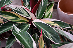Triostar Stromanthe (Stromanthe sanguinea 'Triostar') at Debbie's Greenhouse & Garden Centre