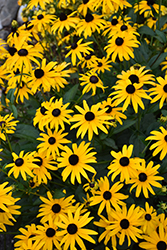 American Gold Rush Coneflower (Rudbeckia 'American Gold Rush') at Debbie's Greenhouse & Garden Centre