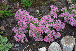 Lime Twister Stonecrop (Sedum 'Lime Twister') at Debbie's Greenhouse & Garden Centre