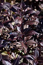 Date Night Stunner Weigela (Weigela florida 'Spring 2') at Debbie's Greenhouse & Garden Centre