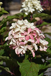 Quick Fire Fab Hydrangea (Hydrangea paniculata 'SMNHPM') at Debbie's Greenhouse & Garden Centre