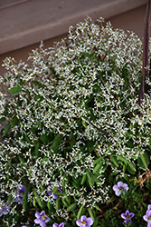 Breathless White Euphorbia (Euphorbia 'Balbrewite') at Debbie's Greenhouse & Garden Centre