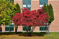 Amur Maple (Acer ginnala) at Debbie's Greenhouse & Garden Centre