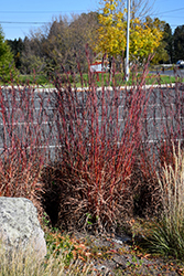 Red October Bluestem (Andropogon gerardii 'Red October') at Debbie's Greenhouse & Garden Centre