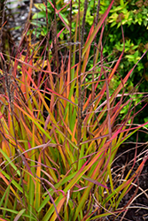 Flame Grass (Miscanthus sinensis 'Purpurascens') at Debbie's Greenhouse & Garden Centre
