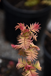Cherry On Top False Spirea (Sorbaria sorbifolia 'Bococot') at Debbie's Greenhouse & Garden Centre