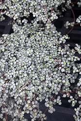 Aquamarine Pilea (Pilea glauca 'Aquamarine') at Debbie's Greenhouse & Garden Centre