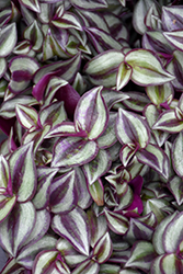 Purple Tinge Wandering Jew (Tradescantia zebrina 'Purple Tinge') at Debbie's Greenhouse & Garden Centre