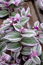 Nanouk Tradescantia (Tradescantia albiflora 'Nanouk') at Debbie's Greenhouse & Garden Centre