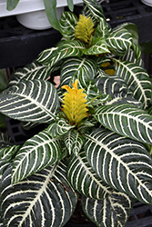 Zebra Plant (Aphelandra squarrosa) at Debbie's Greenhouse & Garden Centre