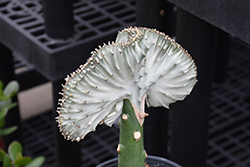 Crested Elkhorn (Euphorbia lactea 'Cristata') at Debbie's Greenhouse & Garden Centre