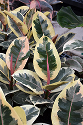 Chroma Tineke Rubber Plant (Ficus elastica 'Tineke') at Debbie's Greenhouse & Garden Centre