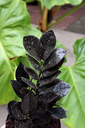 Raven ZZ Plant (Zamioculcas zamiifolia 'Dowon') at Debbie's Greenhouse & Garden Centre