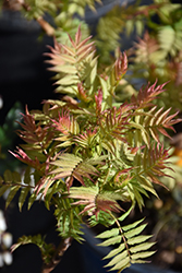 Cherry On Top False Spirea (Sorbaria sorbifolia 'Bococot') at Debbie's Greenhouse & Garden Centre
