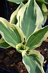 Firn Line Hosta (Hosta 'Firn Line') at Debbie's Greenhouse & Garden Centre