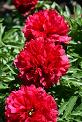 Eliza Lundy Peony (Paeonia 'Eliza Lundy') at Debbie's Greenhouse & Garden Centre
