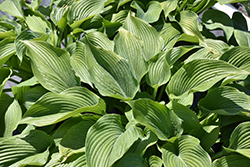 Jurassic Park Hosta (Hosta 'Jurassic Park') at Debbie's Greenhouse & Garden Centre