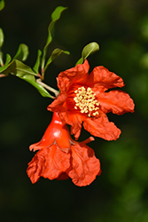 Pomegranate (Punica granatum) at Debbie's Greenhouse & Garden Centre