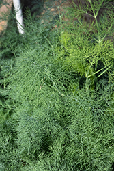 Fernleaf Dill (Anethum graveolens 'Fernleaf') at Debbie's Greenhouse & Garden Centre