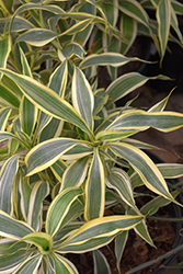 Variegated Ribbon Dracaena (Dracaena sanderiana 'Variegata') at Debbie's Greenhouse & Garden Centre