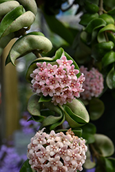 Hindu Rope Plant (Hoya carnosa 'Compacta') at Debbie's Greenhouse & Garden Centre