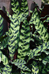 Rattlesnake Plant (Goeppertia insignis) at Debbie's Greenhouse & Garden Centre