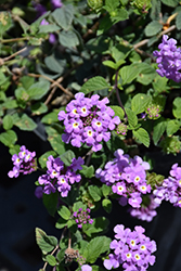 Purple Falls Lantana (Lantana montevidensis 'Purple Falls') at Debbie's Greenhouse & Garden Centre