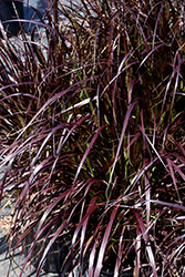 Purple Fountain Grass (Pennisetum setaceum 'Rubrum') at Debbie's Greenhouse & Garden Centre