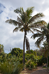 Coconut Palm (Cocos nucifera) at Debbie's Greenhouse & Garden Centre