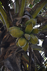 Coconut Palm (Cocos nucifera) at Debbie's Greenhouse & Garden Centre