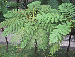 Australian Tree Fern (Cyathea cooperi) at Debbie's Greenhouse & Garden Centre