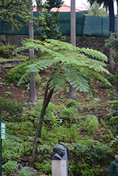 Australian Tree Fern (Cyathea cooperi) at Debbie's Greenhouse & Garden Centre