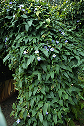 Blue Trumpet Vine (Thunbergia grandiflora) at Debbie's Greenhouse & Garden Centre
