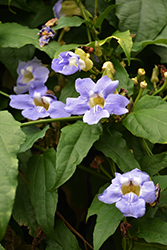 Blue Trumpet Vine (Thunbergia grandiflora) at Debbie's Greenhouse & Garden Centre