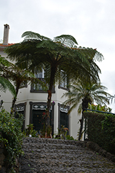 Australian Tree Fern (Cyathea cooperi) at Debbie's Greenhouse & Garden Centre