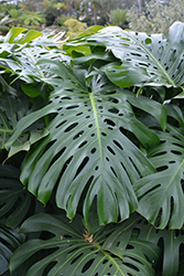 Monstera Deliciosa Plant (Monstera deliciosa) at Debbie's Greenhouse & Garden Centre