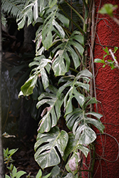 Thai Constellation Monstera (Monstera deliciosa 'Thai Constellation') at Debbie's Greenhouse & Garden Centre