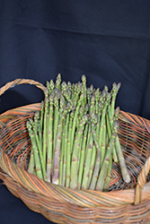 Jersey Knight Asparagus (Asparagus 'Jersey Knight') at Debbie's Greenhouse & Garden Centre