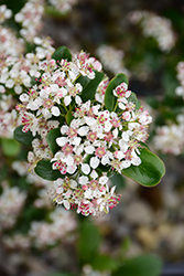 Low Scape Mound Aronia (Aronia melanocarpa 'UCONNAM165') at Debbie's Greenhouse & Garden Centre